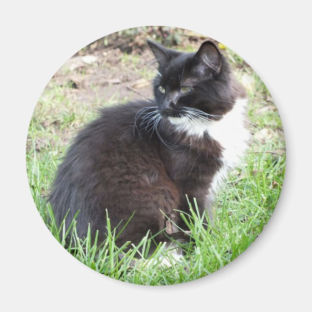 Tuxedo Kitten Magnet (Front)
