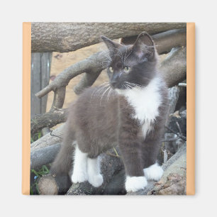 Tuxedo Kitten Magnet
