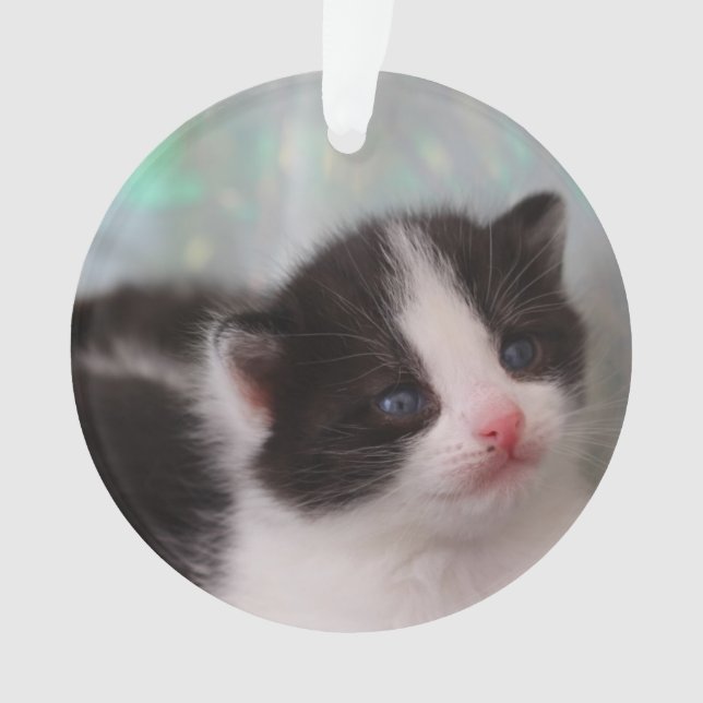 Tuxedo kitten ornament (Front)