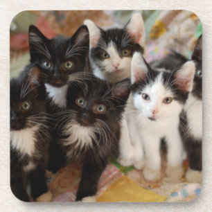 Tuxedo Kittens Coaster