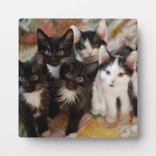 Tuxedo Kittens Plaque
