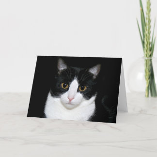Tuxedo kitty card