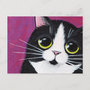 Tuxedo Kitty Cat On Pink Postcard