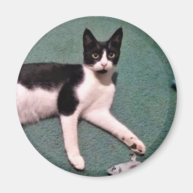 Tuxedo Kitty Magnet (Front)