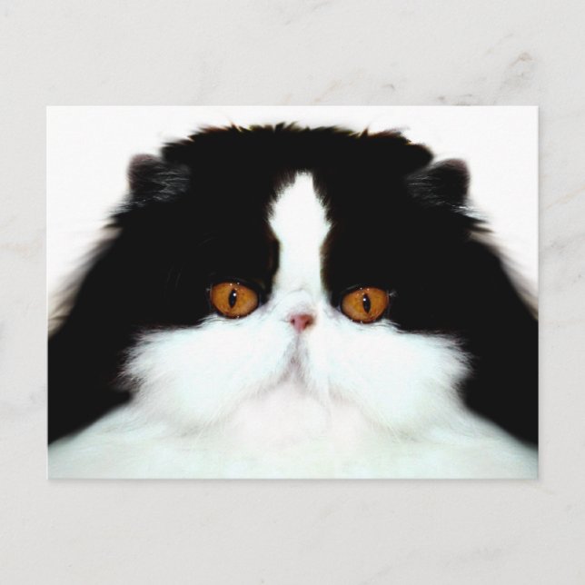 Tuxedo persian cat face postcard (Front)