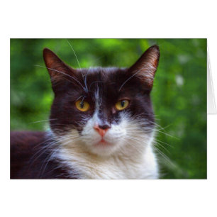 Tuxedo Portrait