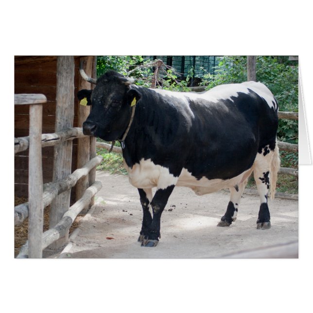 Tuxer Cattle (Front Horizontal)