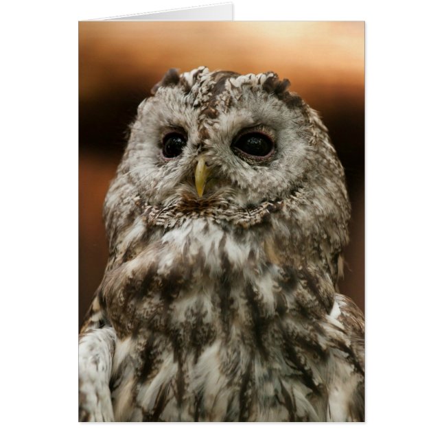 Twany Owl (Front)