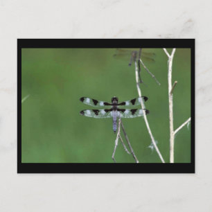 Twelve-Spot Skimmer Postcard