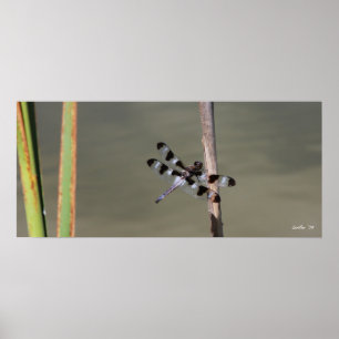 Twelve Spotted Skimmer 1 Poster