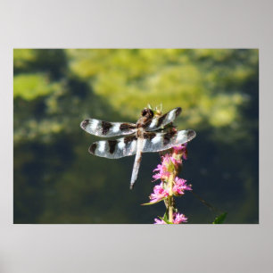 Twelve Spotted Skimmer Dragonfly Poster