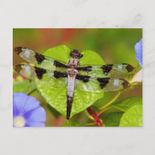 Twelve-spotted Skimmer Postcard