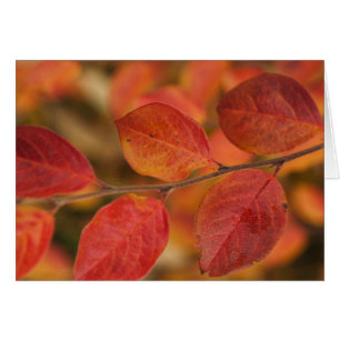 Twig covered with autumn leaves