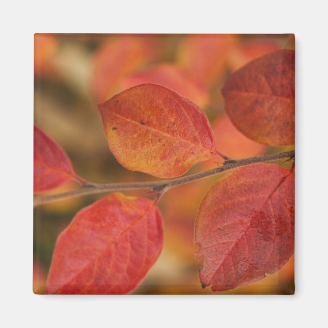 Twig covered with autumn leaves magnet (Front)
