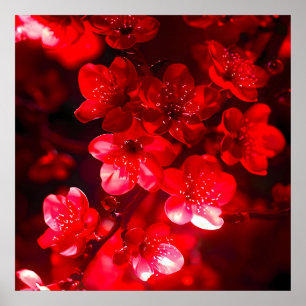 Twilight Cherry Blossom Glow Poster