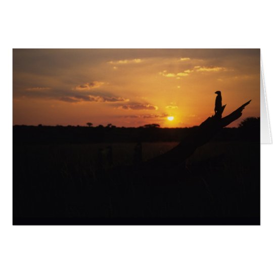 Twilight meerkats - KMP Card Series 1
