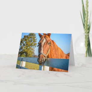 Twilight Rose   Thoroughbred Race Horse Card