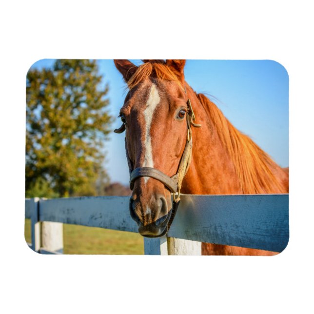 Twilight Rose | Thoroughbred Race Horse Magnet (Horizontal)