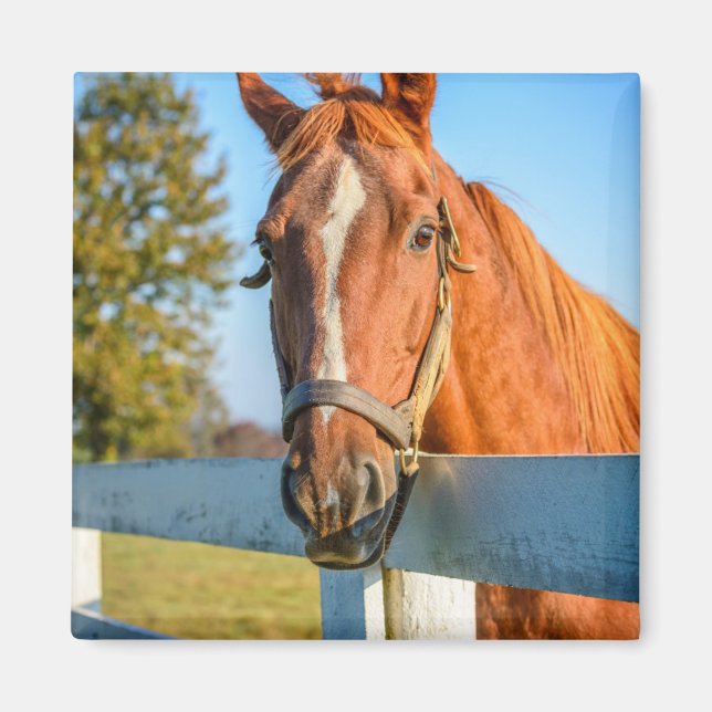 Twilight Rose | Thoroughbred Race Horse Magnet (Front)