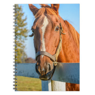 Twilight Rose Thoroughbred Race Horse Notebook