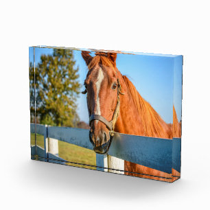 Twilight Rose   Thoroughbred Race Horse Photo Block
