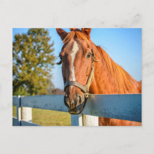 Twilight Rose Thoroughbred Race Horse Postcard
