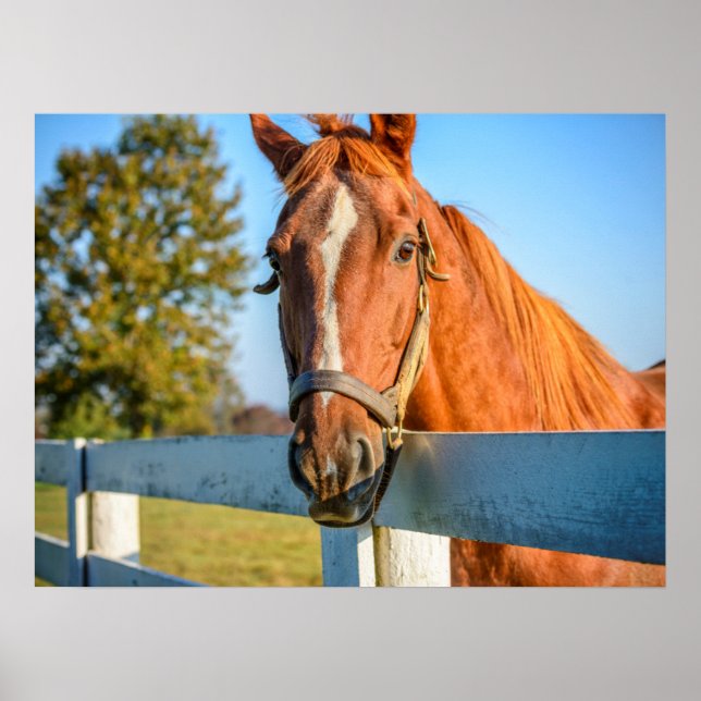 Twilight Rose | Thoroughbred Race Horse Poster (Front)