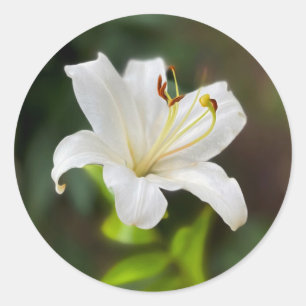 Twilight white lily classic round sticker