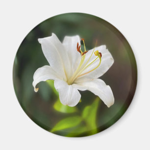 Twilight white lily magnet