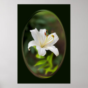 Twilight white lily poster