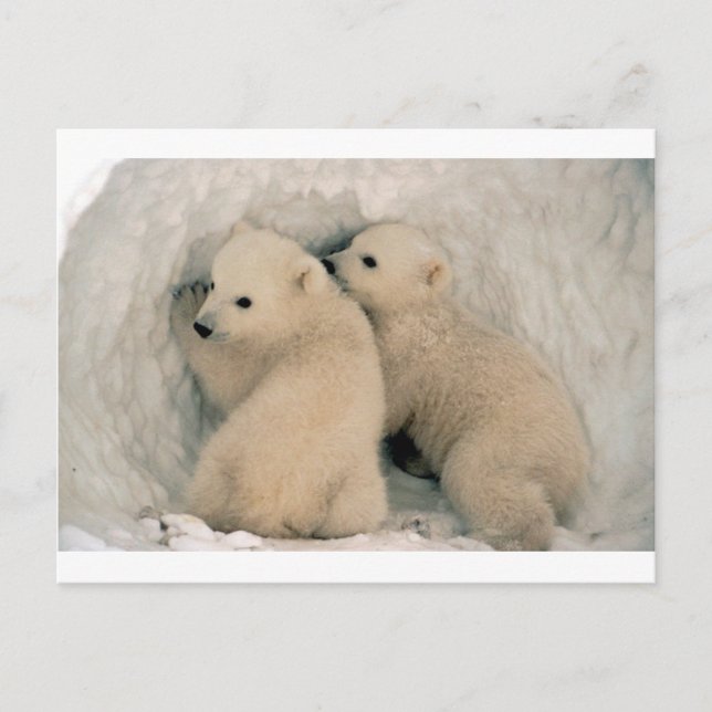 TWIN BABY POLAR BEARS POSTCARD (Front)