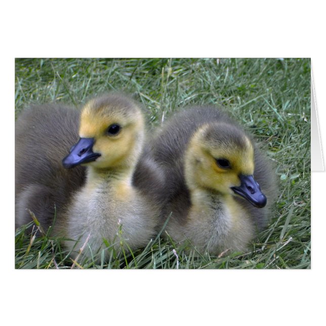 Twin birth announcement , baby geese (Front Horizontal)
