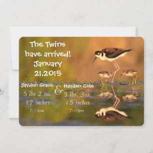 Twin black-necked Stilts Announcement