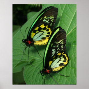 Twin Butterflies Canvas Print