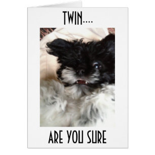 **TWIN**CONFUSED HAVANESE CAN'T BELEIVE YOU ARE 50