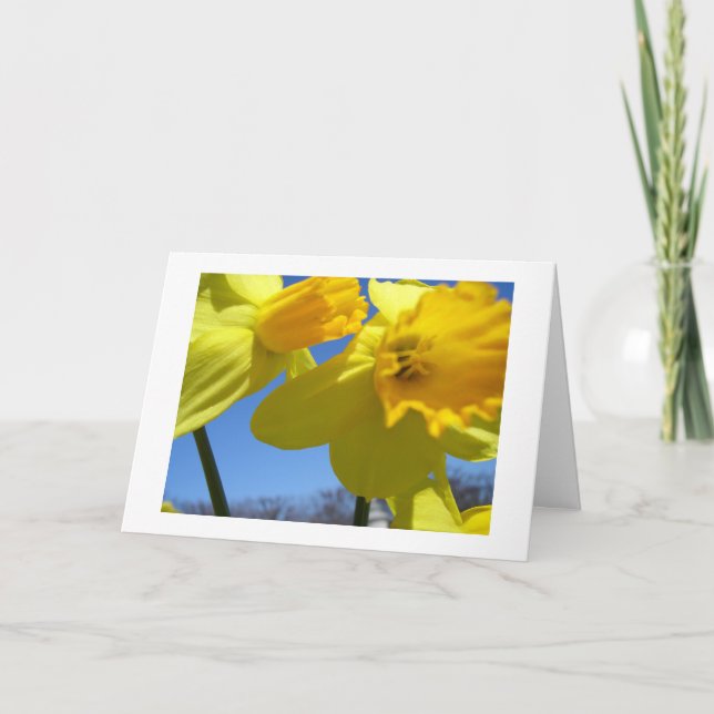 twin daffodils holiday card (Front)