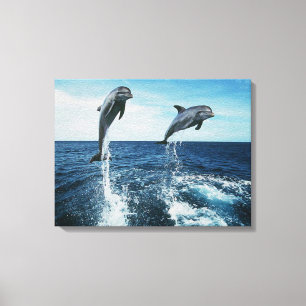 Twin Dolphins Canvas Print