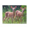 Twin Fawns in the Hawkweed, whitetail deer Postcar