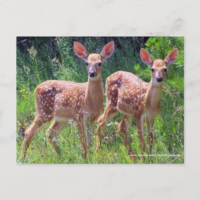 Twin Fawns in the Hawkweed, whitetail deer Postcar Postcard (Front)