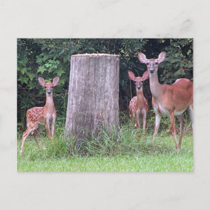 Twin Fawns Postcard