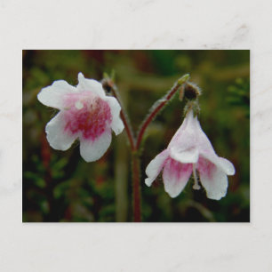 Twin Flower Blossoms, Unalaska Island Postcard