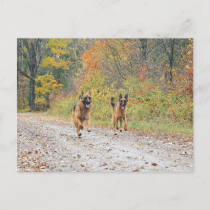 Twin German Shepherds in Autumn Leaves Postcard