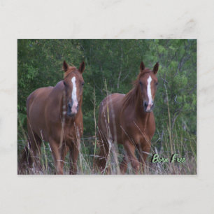Twin Horses - Born Free Postcard