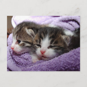 twin kittens postcard