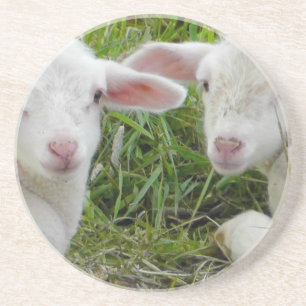 Twin Lamb Baby Animal Thinking Of You Coaster