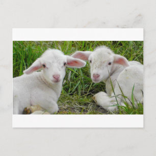 Twin Lamb Baby Animal Thinking Of You Postcard
