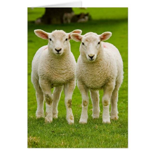 twin lambs (Front)