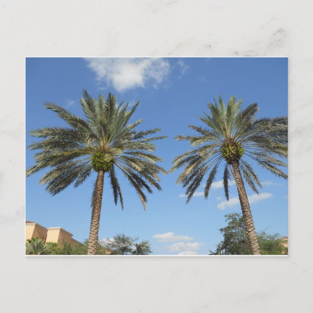 Twin Palm Trees Postcard (Front)