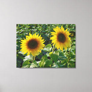 Twin Sunflowers Wrapped Canvas Print