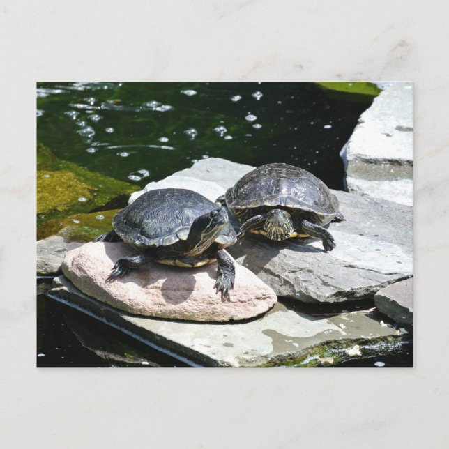 Twin Turtles - Postcard (Front)